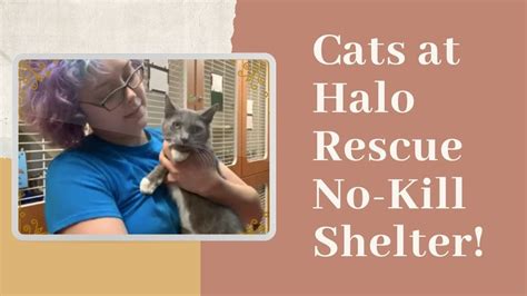 halo no kill shelter sebastian fl